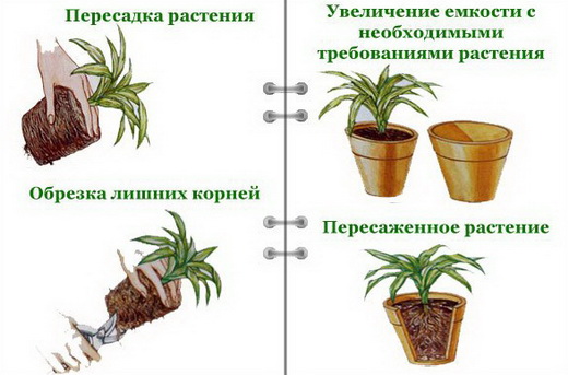 Схема обрезки корней домашних растений при пересадке