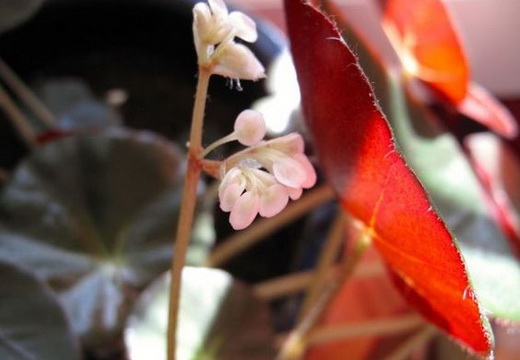 Бегония Erythrophylla