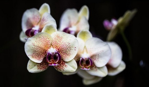 Фаленопсис Longwood Gardens